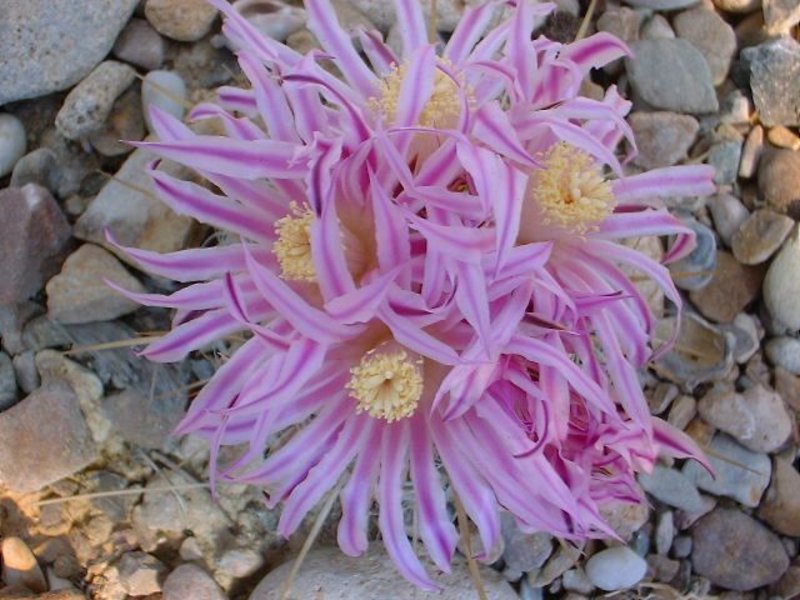 echinofossulocactus (6).JPG